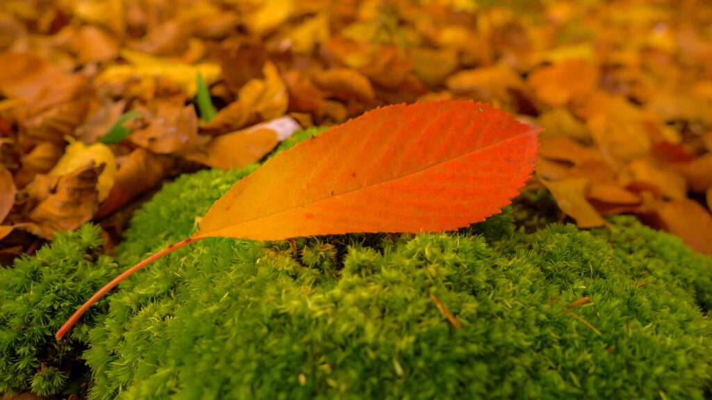 A leaf laying on top of moss and leaves amidst seasonal changes