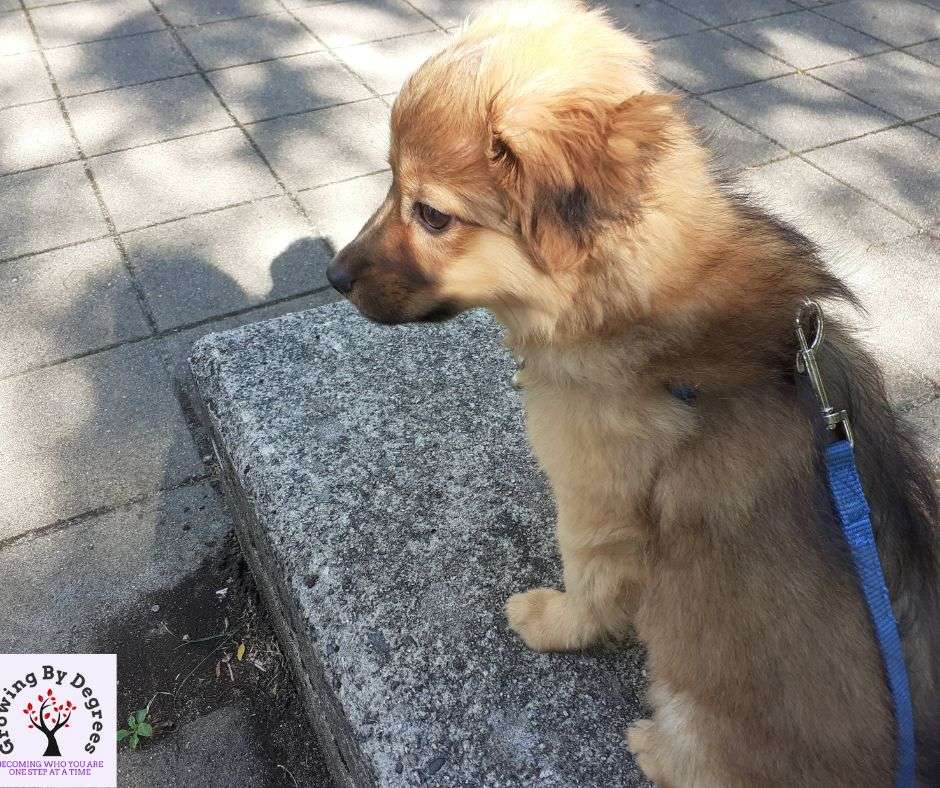 A dog sitting on a step, one of life's little surprises, brings a simple joy.