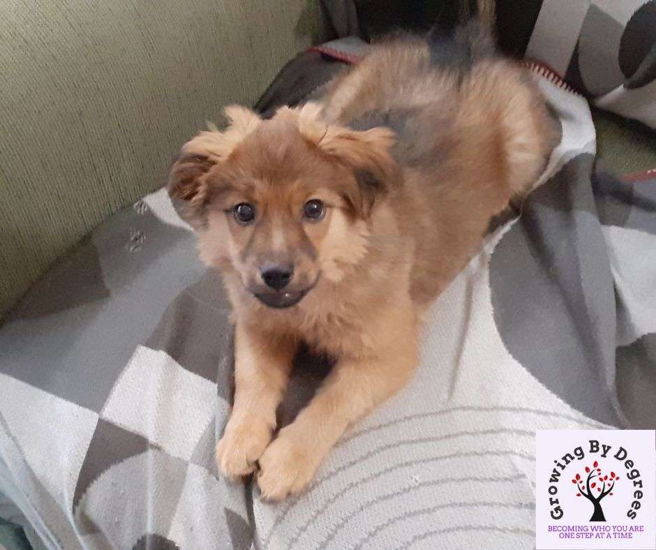 A fluffy brown puppy is lying on a patterned blanket on a couch, as if pondering, "where have I been?" A logo in the bottom right corner reads "Growing By Degrees: Becoming Who You Are One Step At A Time." The puppy, embracing life's surprises, looks at the camera with its front legs stretched forward.