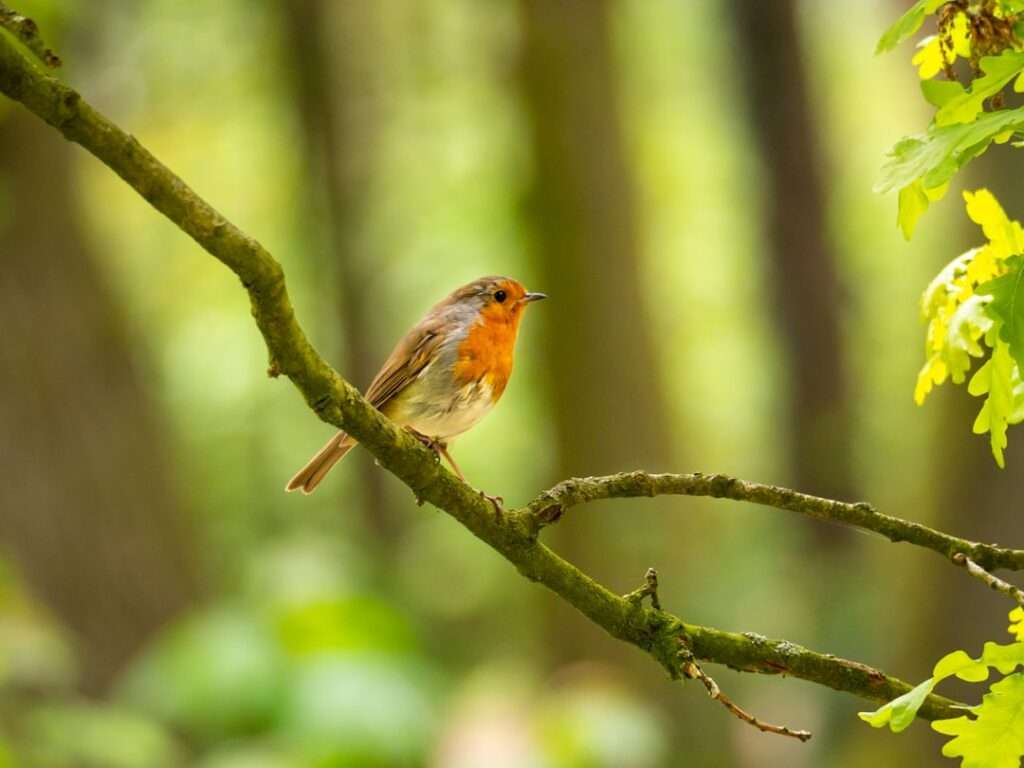 A small bird with a red-orange breast and brown feathers sits perched on a thin branch in a green, wooded area. The backdrop of the springtime foliage is blurred, highlighting the bird in the foreground as it enjoys being outside.