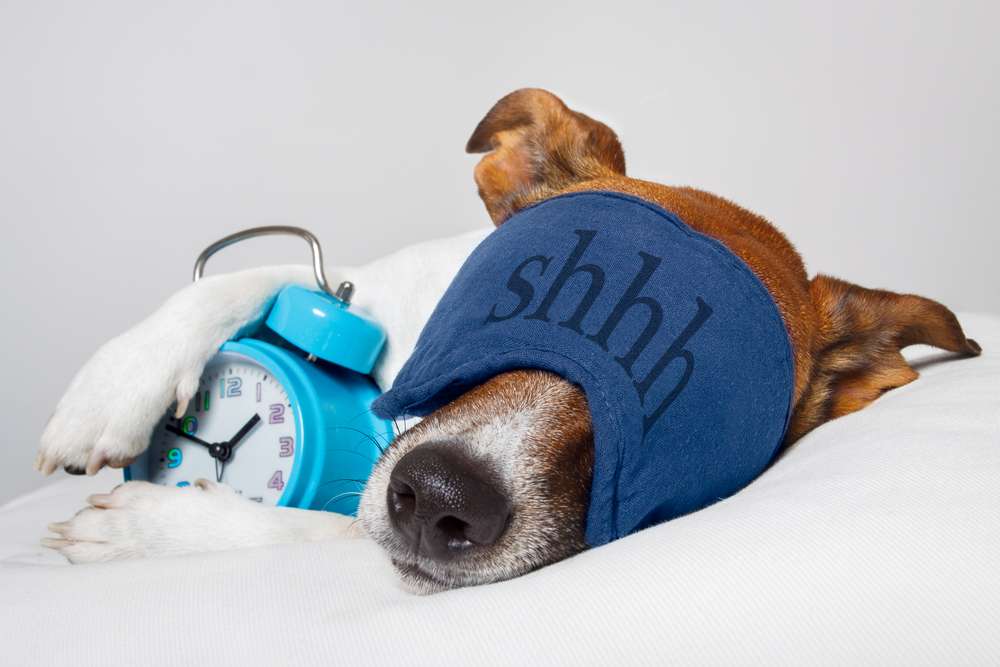 A dog laying on a bed with an alarm clock, demonstrating how seasonal changes affect your sleep.